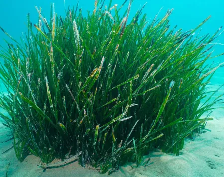 Posidonia oceanica sau câmpia acvatică Posidonia